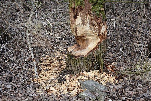 Von einem Biber angenagter Baum