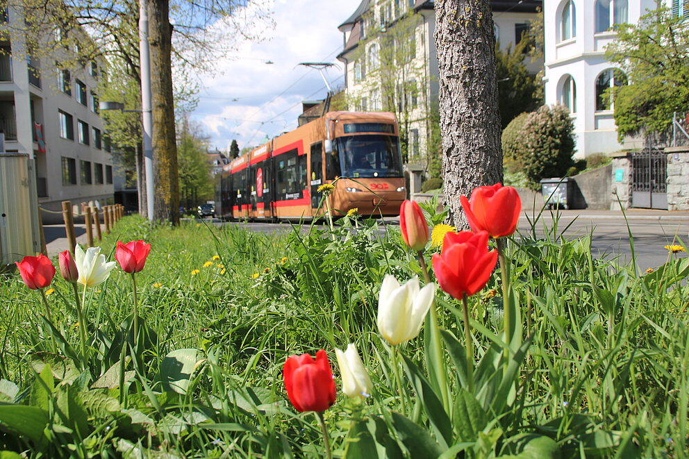 Wettbewerb-Bild: Das Traverso-Tram fahrt an verschiedenen Tulpen vorbei