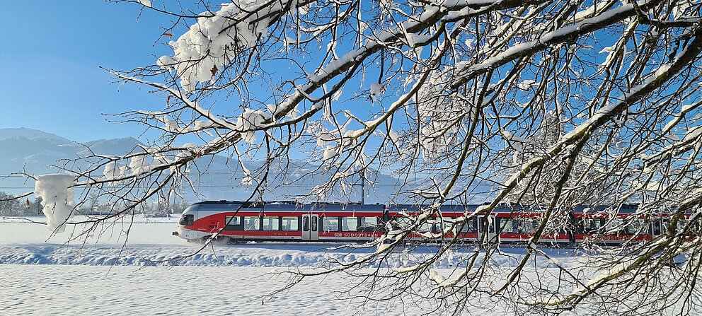 Ein verschneiter Baum mit einem Flirt im Hintergrund.