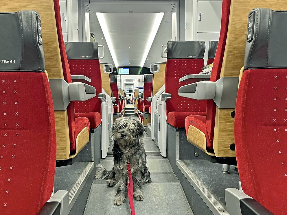 Wettbewerb-Bild: Ein Hund sitzt im Gang von einem Traverso