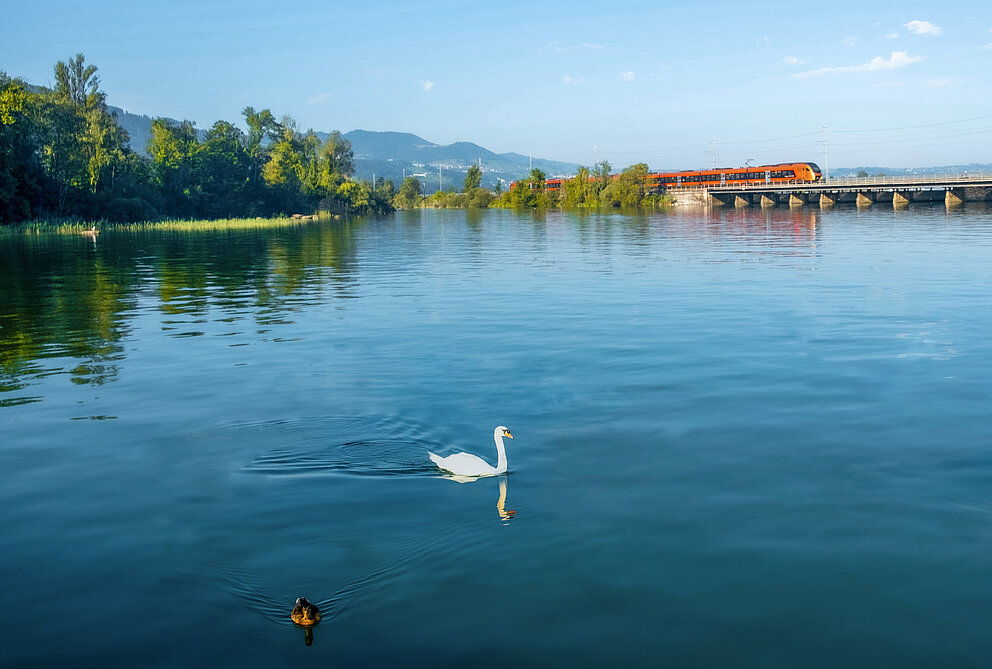 Gewinnerbild "Dein Bild fährt Zug" zeig den Traverso auf dem Seedamm, im Vordergrund ein Schwan und eine Ente.